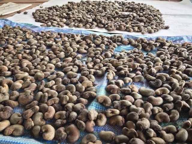  Plenty of organic cashew in Sahainan. 